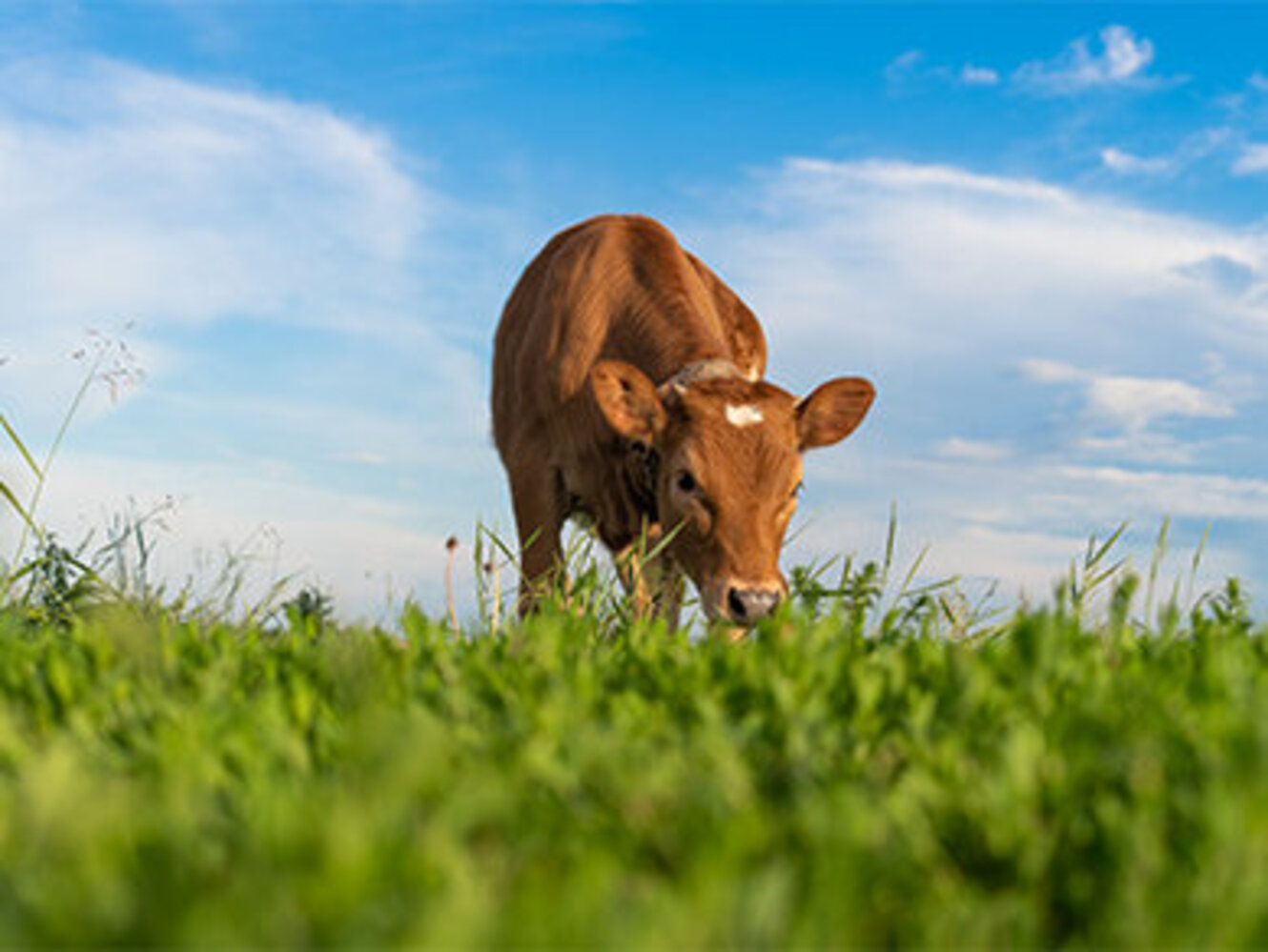 brown calf eating green grass, under the blue sky 