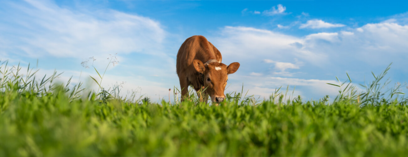 brown calf eating green grass, under the blue sky