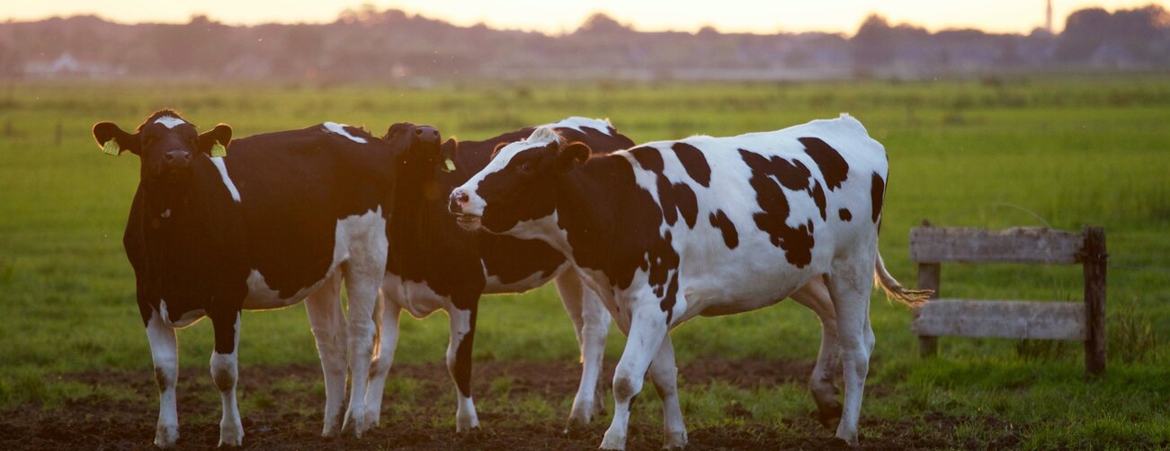 Three Black-and-white Cows
