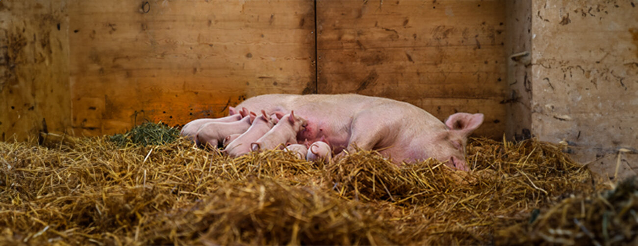 female pig feeding young pigggies on farm