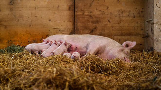 female pig feeding young pigggies on farm
