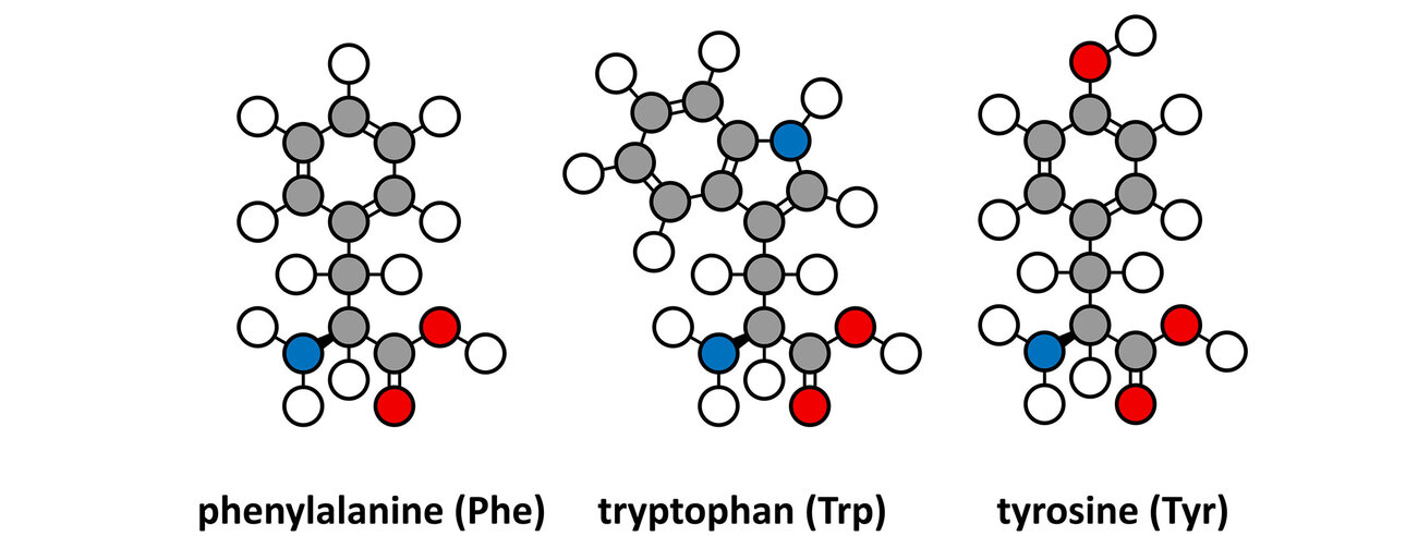 phenylalanine, tryptophan and tyrosine 