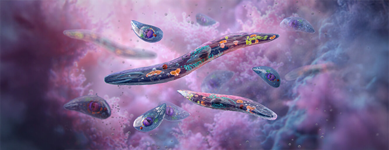 3D illustration of Plasmodium, the blood parasite responsible for malaria. Detailed structure of the plasmodium parasite of vertebrates, mosquito, intracellular development.
