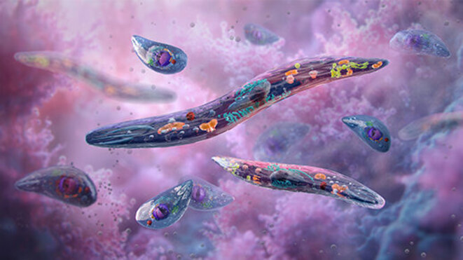 3D illustration of Plasmodium, the blood parasite responsible for malaria. Detailed structure of the plasmodium parasite of vertebrates, mosquito, intracellular development. 