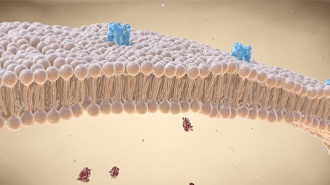 Illustration of a Cell membrane