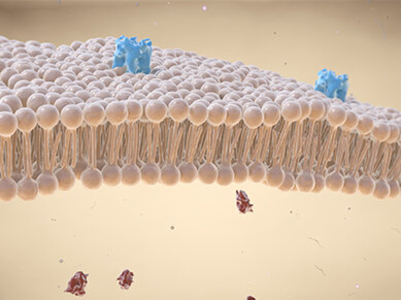 Illustration of a Cell membrane