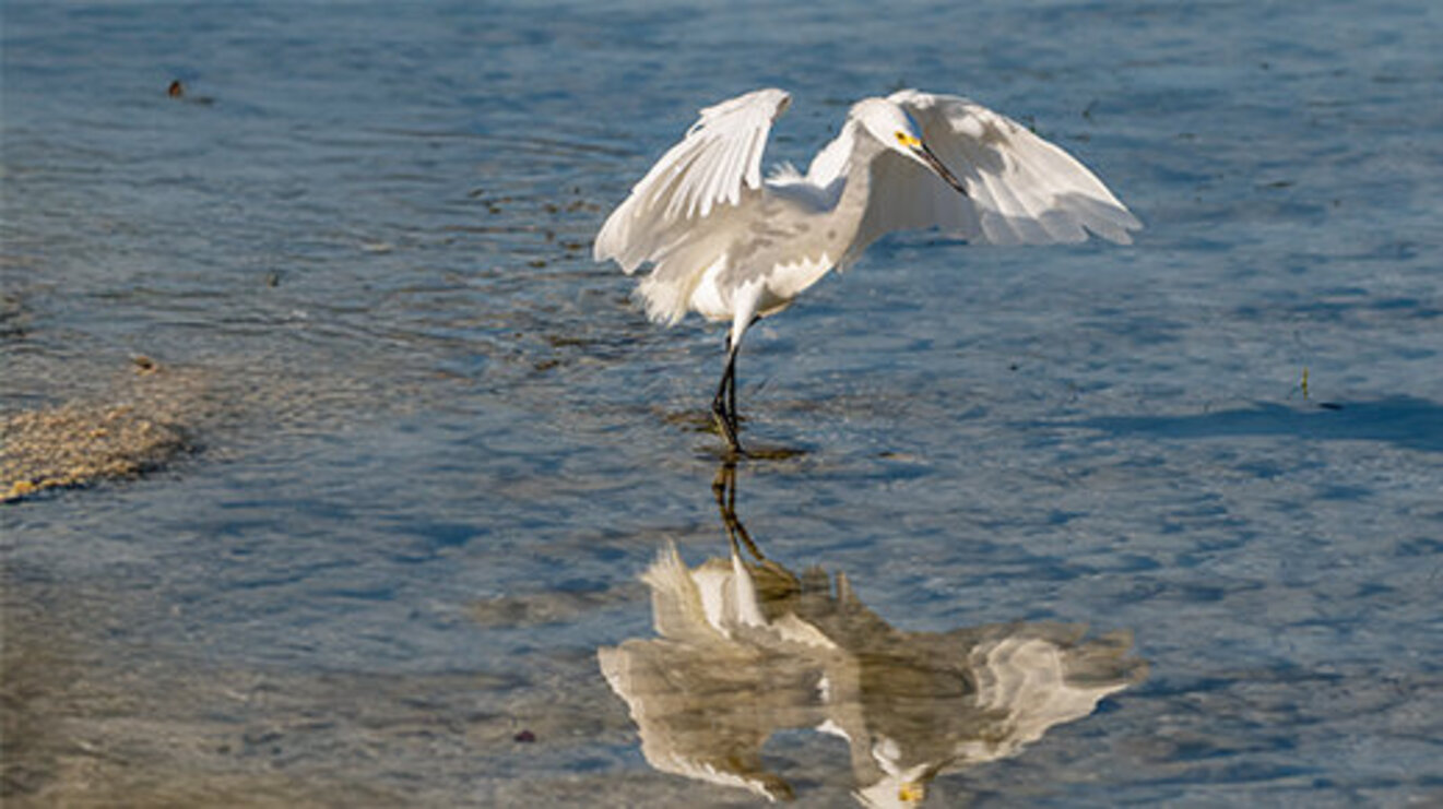 Snowy egret searching for food