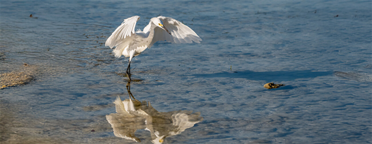 Snowy egret searching for food