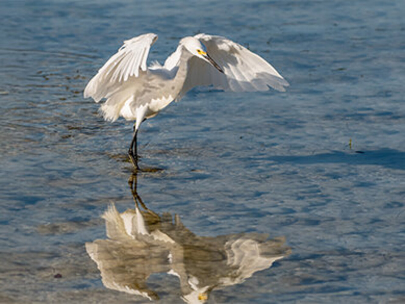 Snowy egret searching for food