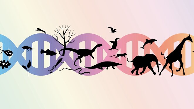 Abstract illustration of Evolution, DNA string with differently complex organisms