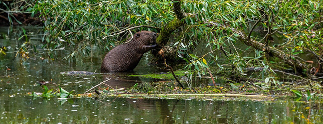 Biber frisst Rinde und Blätter einer in den Fluss Ilz gestürzten Weide im Passauer Stadtteil Hals.