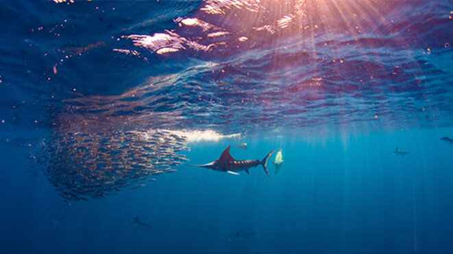 Stripped marlin hunting and feeding in a baitball in Magdalena Bay, Baja California Sur, Mexico.