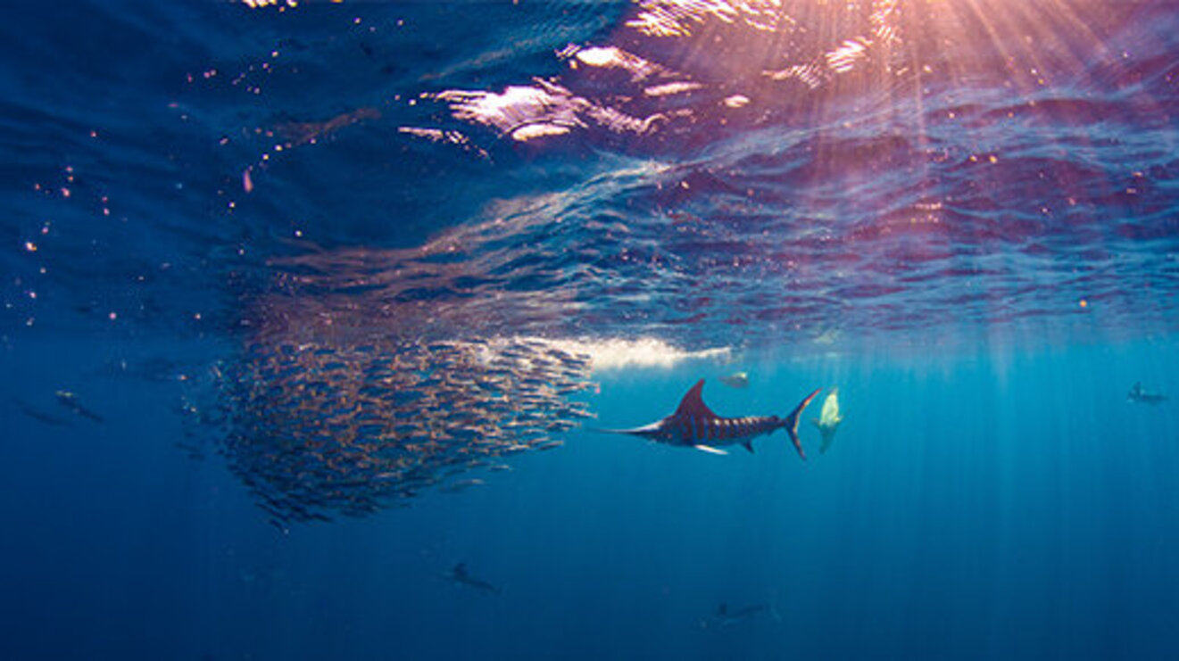 Stripped marlin hunting and feeding in a baitball in Magdalena Bay, Baja California Sur, Mexico.