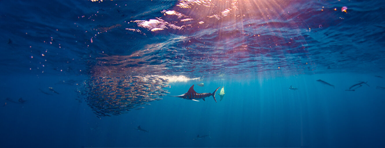 Stripped marlin hunting and feeding in a baitball in Magdalena Bay, Baja California Sur, Mexico.