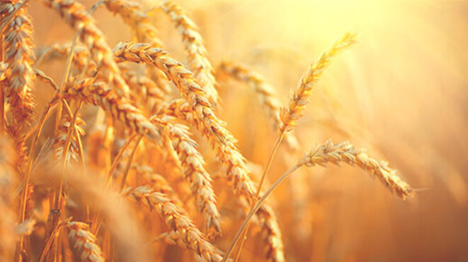 Wheat field. Ears of golden wheat closeup. Harvest concept 