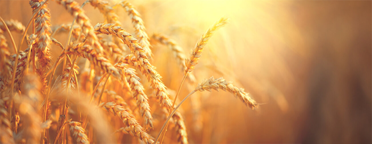 Wheat field. Ears of golden wheat closeup. Harvest concept 