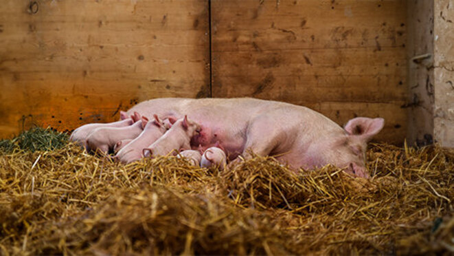 female pig feeding young pigggies on farm